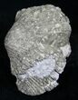 Pyrite Replaced Brachiopod - Sylvania, Ohio #8805-1